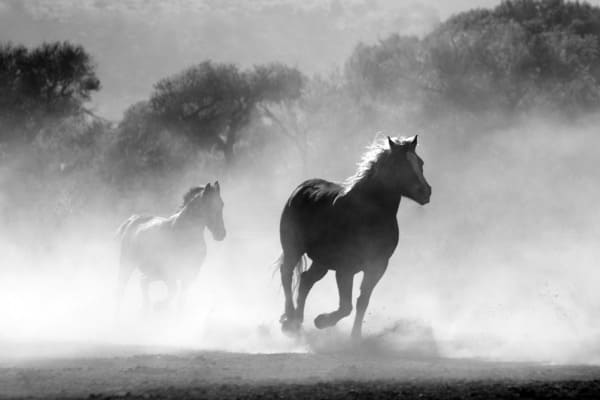 تفسير الحصان في الحلم للبنت