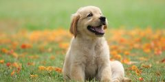 علاج القيء والإسهال عند الكلاب